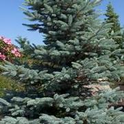 Picea pungens 'Fat Albert' Picea pungens 'Fat Albert'