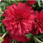 Chrysanthemum 'Flamingo Cranberry Red'