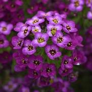 Lobularia Easy Breezy 'Purple'