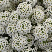 Lobularia Easy Breezy 'White'