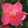 Mandevilla Sun Parasol 'Pink' Mandevilla Sun Parasol 'Pink'