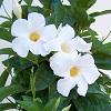 Mandevilla Sun Parasol 'White' Mandevilla Sun Parasol 'White'