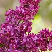 Syringa vulgaris 'Charles Joly' Syringa vulgaris 'Charles Joly'