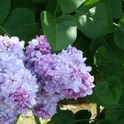 Syringa vulgaris 'Katherine Havemeyer' Syringa vulgaris 'Katherine Havemeyer'