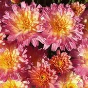 Chrysanthemum 'Flamingo Pineapple Pink'