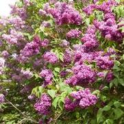Syringa vulgaris 'Monge' Syringa vulgaris 'Monge'