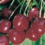 Prunus avium 'Regina' Prunus avium 'Regina'