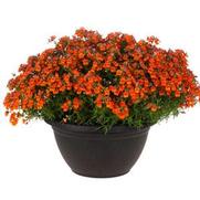 Nemesia hybrid 'Angelart Orange'