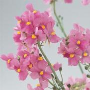 Nemesia hybrid 'Aromatica Rose Pink'