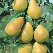 Pyrus communis 'Luscious' Pyrus communis 'Luscious'