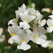 Nemesia hybrid 'Aromatica White'