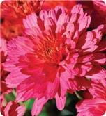 Chrysanthemum Garden Mum 'Flamingo Pink' Chrysanthemum Garden Mum 'Flamingo Pink'