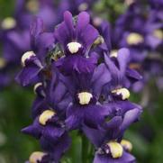 Nemesia hybrid 'Aromatica Royal Blue'