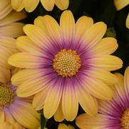 Osteospermum ecklonis 'Blushing Beauty' Osteospermum ecklonis 'Blushing Beauty'