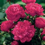 Paeonia lactiflora 'Double Red' Paeonia lactiflora 'Double Red'