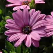 Osteospermum ecklonis 'Serenity Pink' Osteospermum ecklonis 'Serenity Pink'