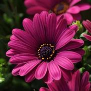 Osteospermum ecklonis 'Serenity Dark Purple' Osteospermum ecklonis 'Serenity Dark Purple'