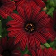 Osteospermum ecklonis 'Serenity Red' Osteospermum ecklonis 'Serenity Red'
