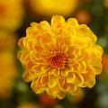 Chrysanthemum Garden Mum 'Gigi Gold' Chrysanthemum Garden Mum 'Gigi Gold'
