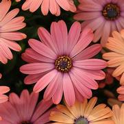 Osteospermum ecklonis 'Serenity Rose Magic' Osteospermum ecklonis 'Serenity Rose Magic'