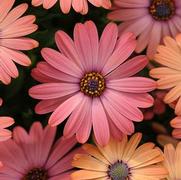 Osteospermum ecklonis 'Serenity Rose Magic' Osteospermum ecklonis 'Serenity Rose Magic'