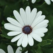 Osteospermum ecklonis 'Serenity White' Osteospermum ecklonis 'Serenity White'