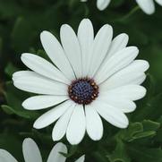 Osteospermum ecklonis 'Serenity White'