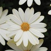 Osteospermum ecklonis 'Voltage White'