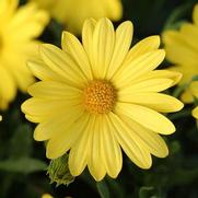 Osteospermum ecklonis 'Voltage Yellow'