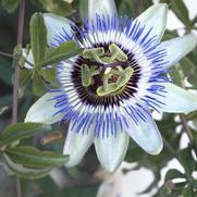 Passiflora caerulea 'Blue' Passiflora caerulea 'Blue'