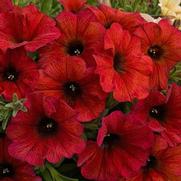 Petunia hybrid 'Petchoa Supercal Prem Bordeaux'