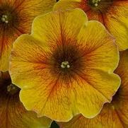 Petunia hybrid 'Petchoa Supercal Prem Caramel Yellow'