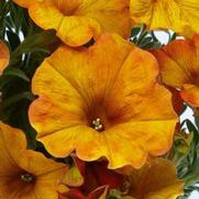 Petunia hybrid 'Petchoa Supercal Prem Orange Sunset'