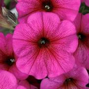 Petunia hybrid 'Petchoa Supercal Prem Purple Dawn'