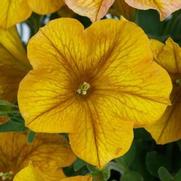 Petunia hybrid 'Petchoa Supercal Prem Yellow Sun'