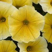 Petunia hybrid 'Bees Knees' Petunia hybrid 'Bees Knees'