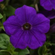 Petunia hybrid 'ColorBlitz Blue'