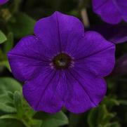 Petunia hybrid 'ColorBlitz Blue' Petunia hybrid 'ColorBlitz Blue'