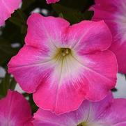 Petunia hybrid 'ColorBlitz Pinkceptional'