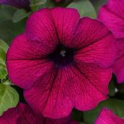 Petunia hybrid 'ColorBlitz Purple'