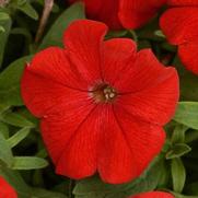 Petunia hybrid 'ColorBlitz Red' Petunia hybrid 'ColorBlitz Red'