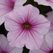 Petunia hybrid 'ColorRush Pink Vein'