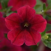 Petunia hybrid 'ColorRush Red'