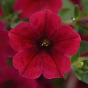 Petunia hybrid 'ColorRush Red' Petunia hybrid 'ColorRush Red'