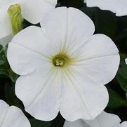 Petunia hybrid 'ColorRush White'