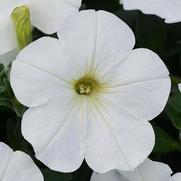 Petunia hybrid 'ColorRush White' Petunia hybrid 'ColorRush White'
