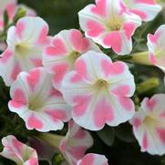 Petunia hybrid 'Surfinia Heartbeat'