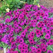 Petunia hybrid 'Surfinia Heavenly Cabernet'