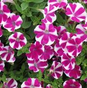 Petunia hybrid 'Surfinia Purple Heart'