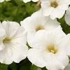 Petunia hybrid 'Surfinia White' Petunia hybrid 'Surfinia White'